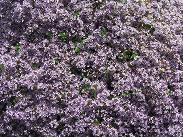 Creeping thyme ground cover plant