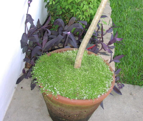 irish moss in potted plant