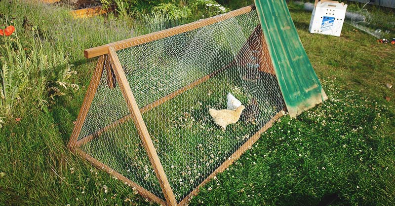 27 DIY Chicken Tractor Plans Your Birds Will Cluck About