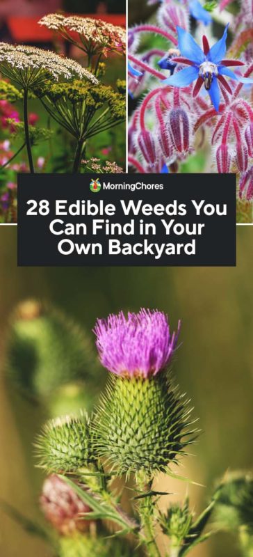 28 Edible Weeds You Can Find in Your Own Backyard PIN