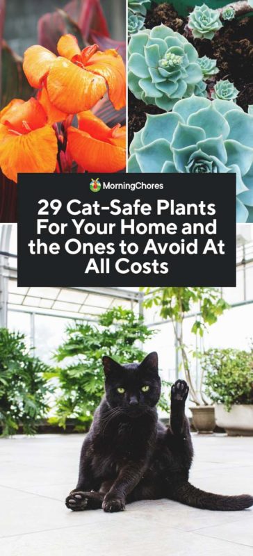 29 Cat Safe Plants For Your Home and the Ones to Avoid At All Costs PIN