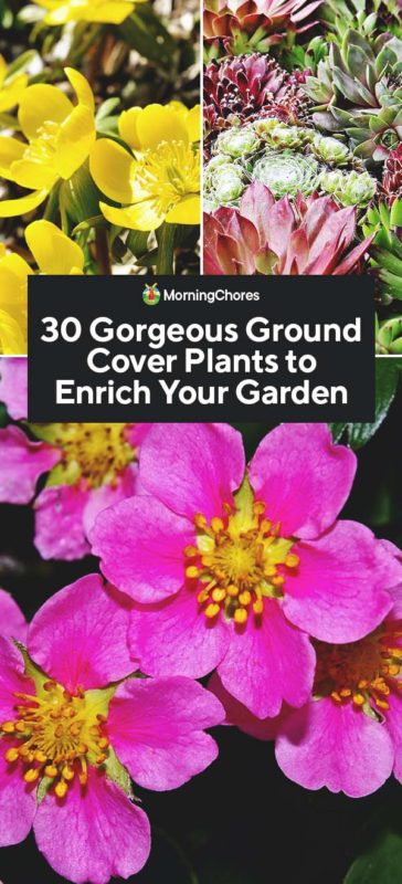 30 Gorgeous Ground Cover Plants to Enrich Your Garden PIN