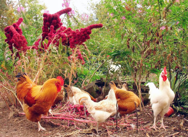 Chickens foraging around growing amaranth plants