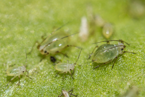 Aphids moving across a plant leaf