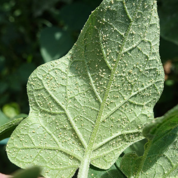 Aphids on the leaf of a growing eggplant