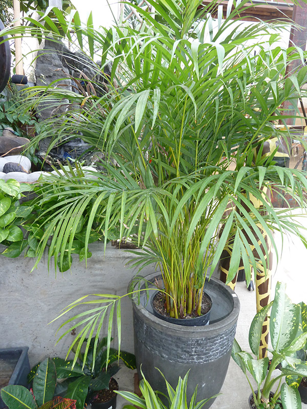 A potted areca palm one of many cat safe plants