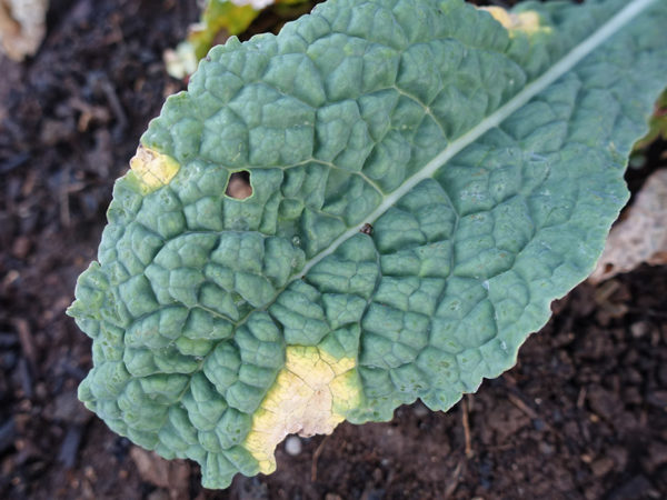 Black rot on a growing kale leaf
