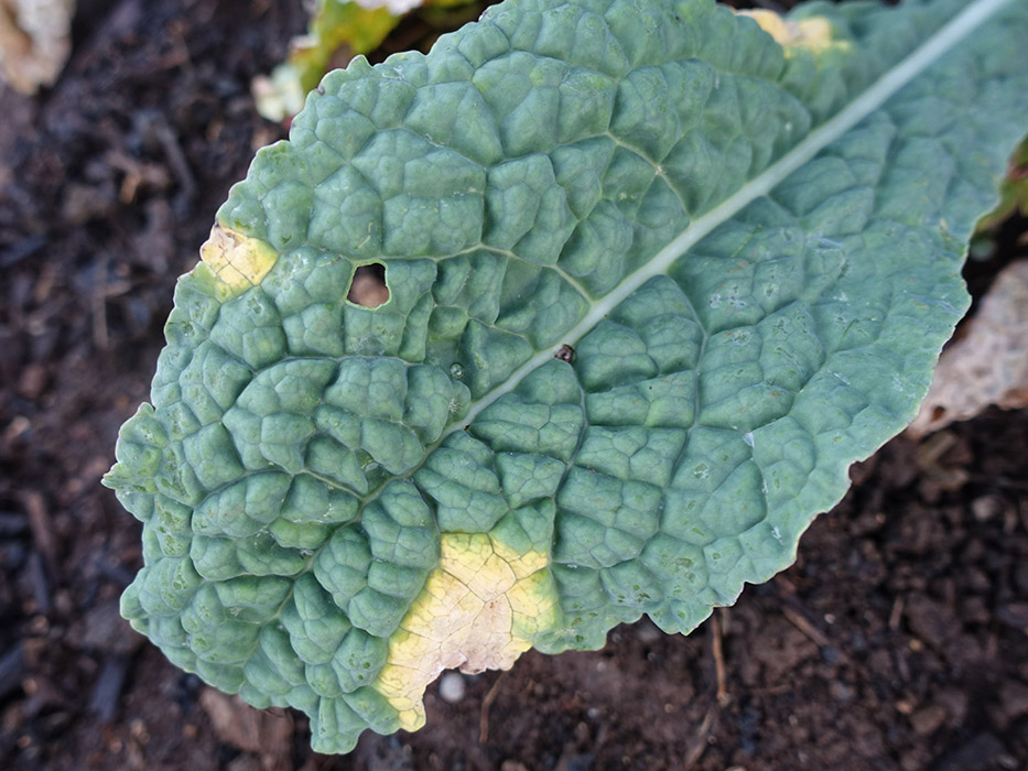 Kale Rotten Growing Kale: The Complete Guide to Plant, Grow, and Harvest Kale