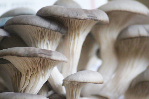 Growing blue oyster mushrooms