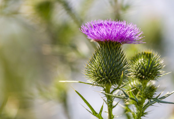 Bull thistle edible weed blossom