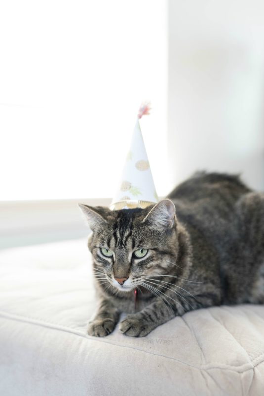 Cat in a Hat
