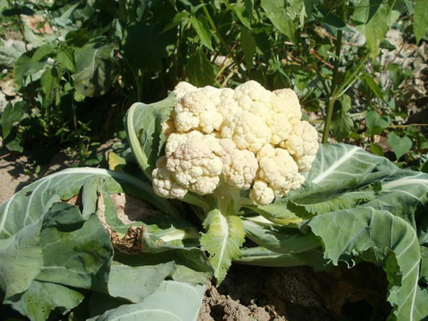 Growing cauliflower in the garden