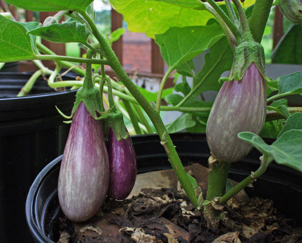 Growing eggplant in a container