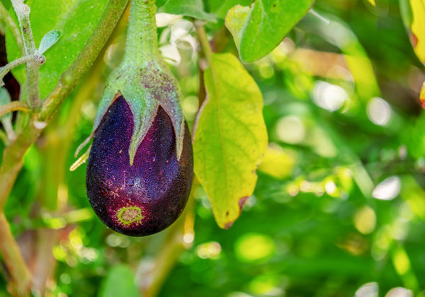 Growing eggplant on the vine
