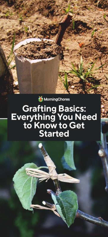 Grafting Basics Everything You Need to Know to Get Started PIN