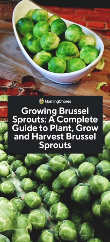 Growing Brussel Sprouts A Complete Guide to Plant Grow and Harvest Brussel Sprouts PIN 1