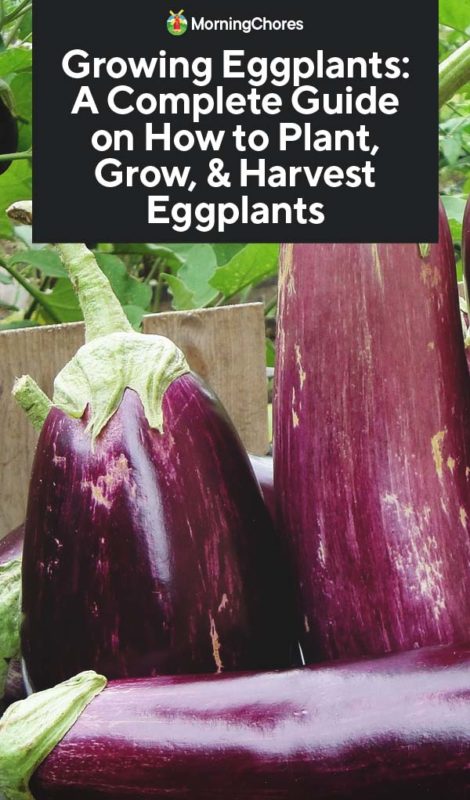Growing Eggplants A Complete Guide on How to Plant Grow Harvest Eggplants PIN