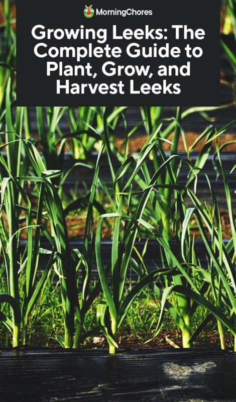 Growing Leeks The Complete Guide to Plant Grow and Harvest Leeks PIN