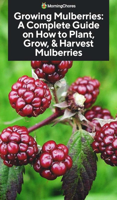 Growing Mulberries A Complete Guide on How to Plant Grow Harvest Mulberries PIN