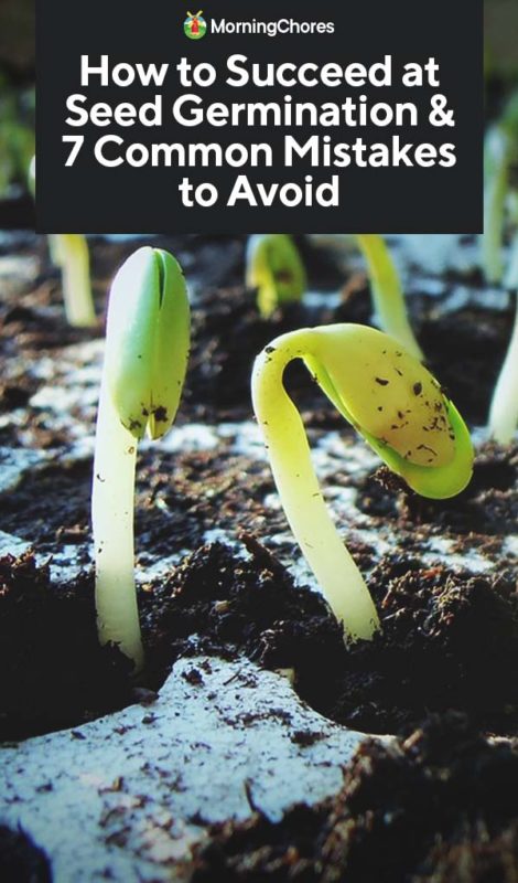 How to Succeed at Seed Germination 7 Common Mistakes to Avoid PIN