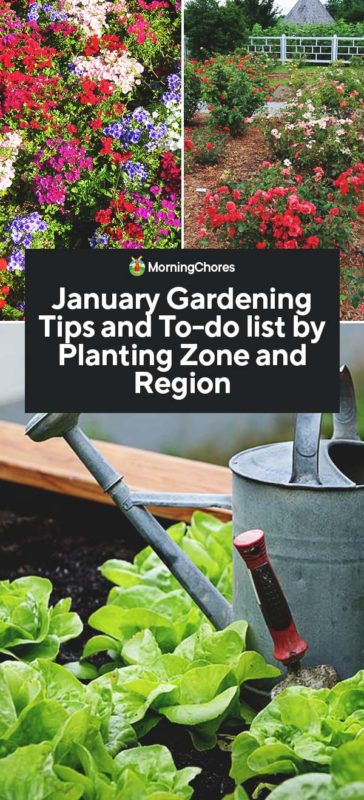 January Gardening Tips and To do list by Planting Zone and Region PIN