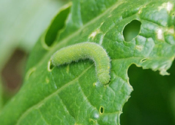 Cabbage worm on growing kale leaves