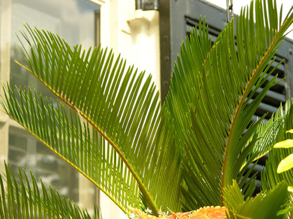 The fronds of a lady palm one of many cat safe plants