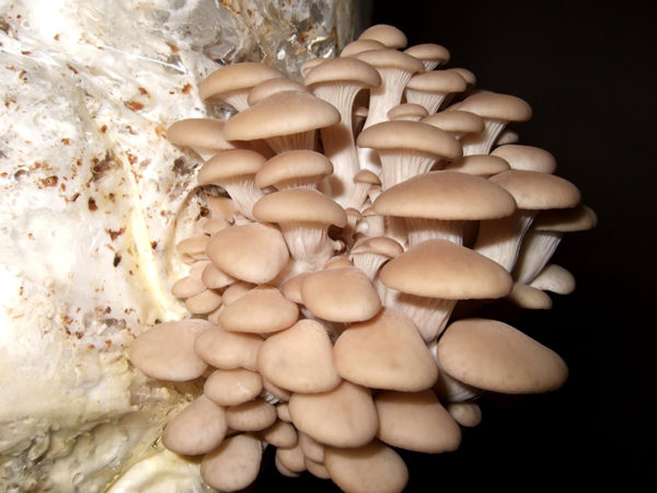 Growing oyster mushrooms in a bag