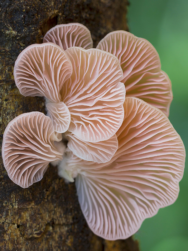 Pink oyster mushrooms growing on wood