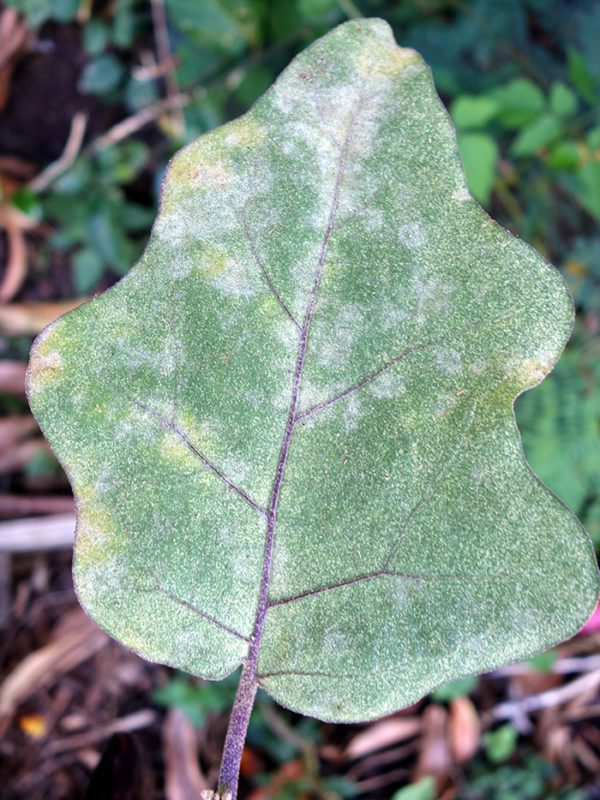Powdery mildew on the leaf of a growing eggplant