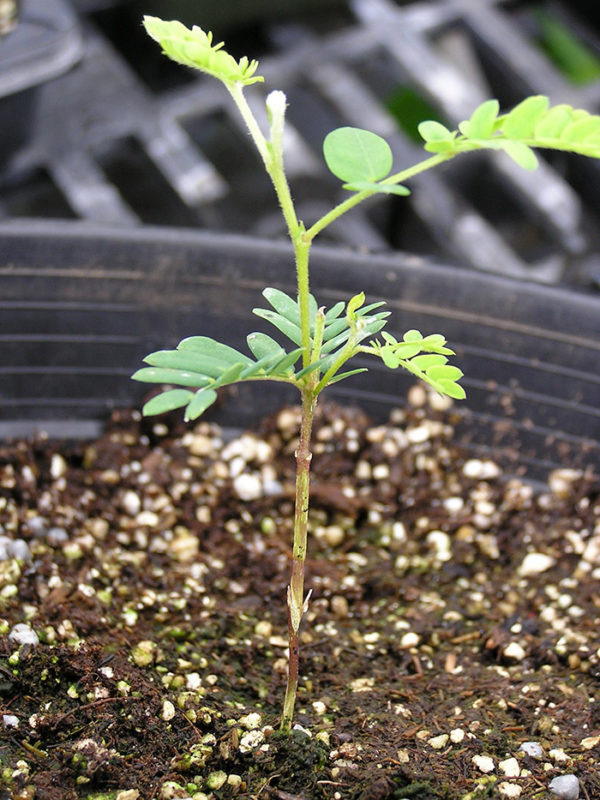 Rootstock for grafting