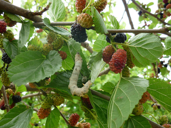 Silkworms munching on growing mulberries