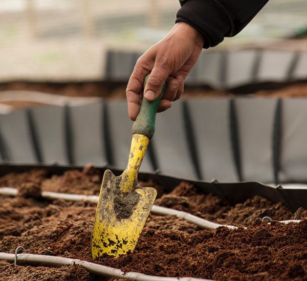 A dirty trowel digging in the dirt for soil testing