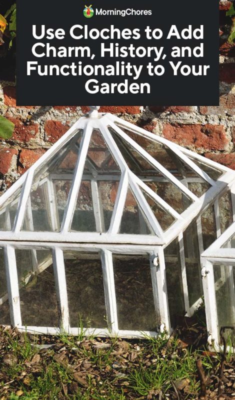 Use Cloches to Add Charm History and Functionality to Your Garden PIN