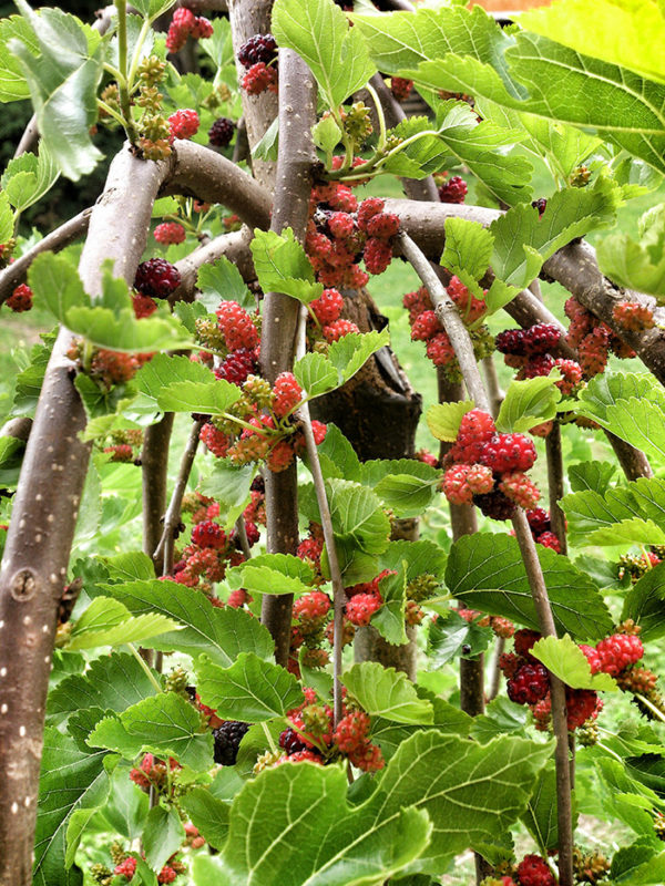 Weeping mulberry