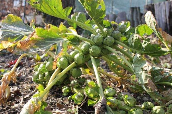 brussels sprouts 283807 640