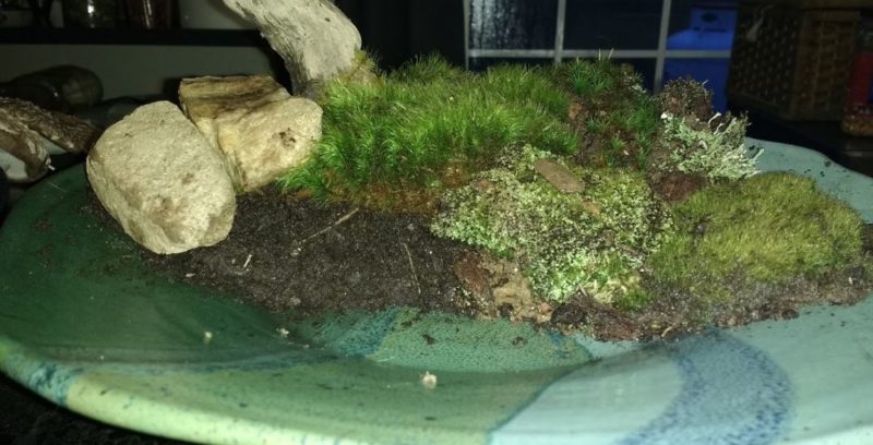 Create Your Moss Scape