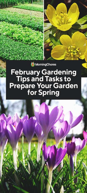 February Gardening Tips and Tasks to Prepare Your Garden for Spring PIN
