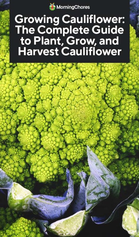 Growing Cauliflower The Complete Guide to Plant Grow and Harvest Cauliflower PIN