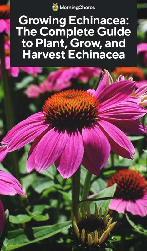 Growing Echinacea The Complete Guide to Plant Grow and Harvest Echinacea PIN