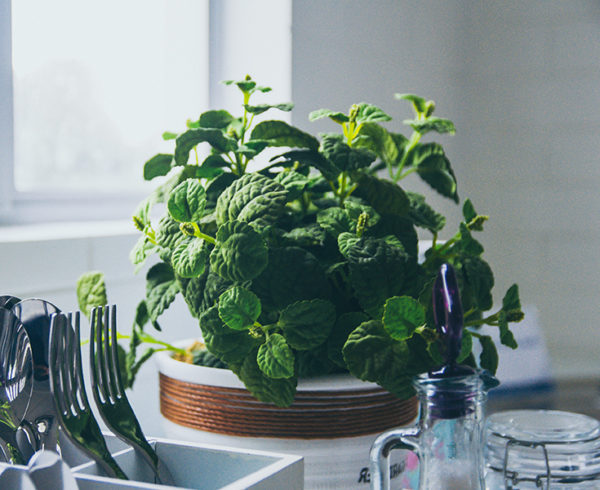 Growing mint indoors in a jar