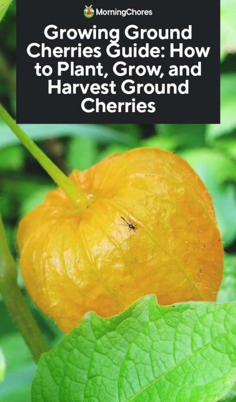 Growing Ground Cherries Guide How to Plant Grow and Harvest Ground Cherries PIN