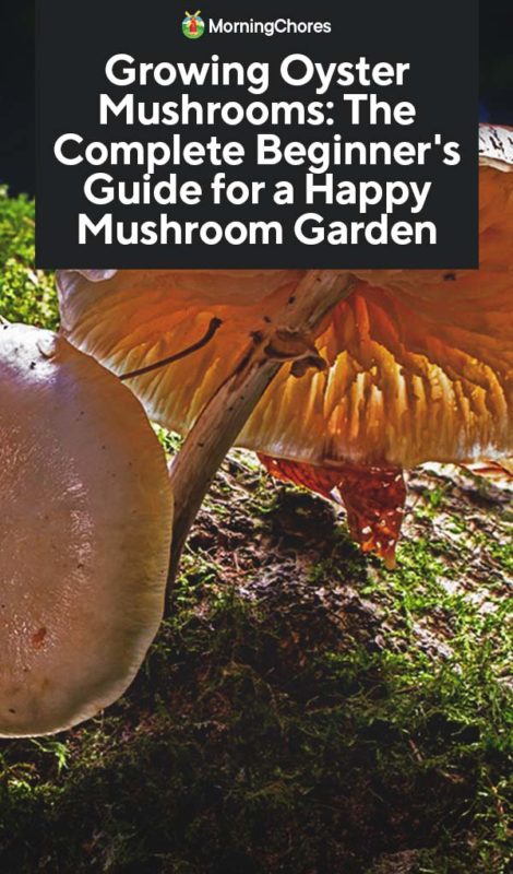 Growing Oyster Mushrooms The Complete Beginners Guide for a Happy Mushroom Garden PIN