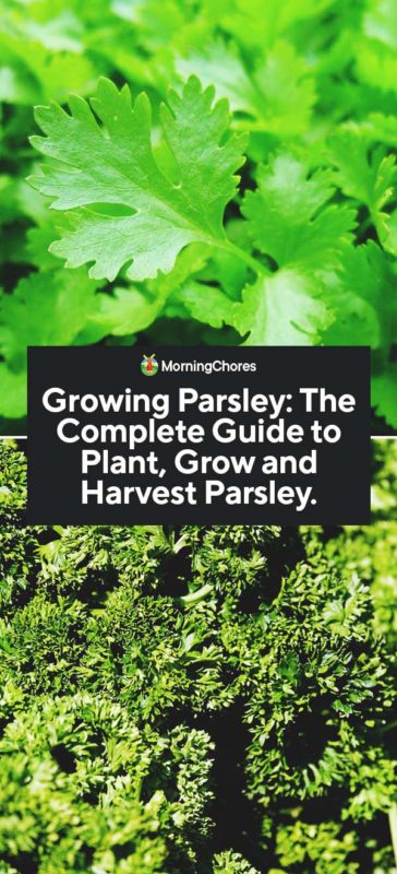Growing Parsley The Complete Guide to Plant Grow and Harvest Parsley PIN