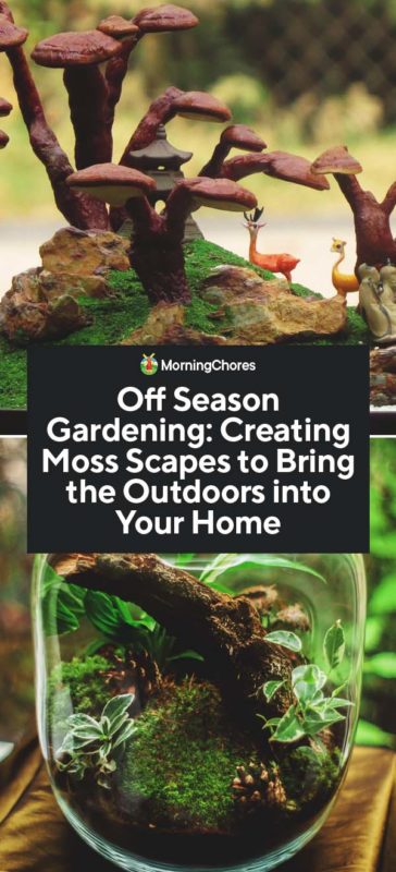 Off Season Gardening Creating Moss Scapes to Bring the Outdoors into Your Home PIN 1