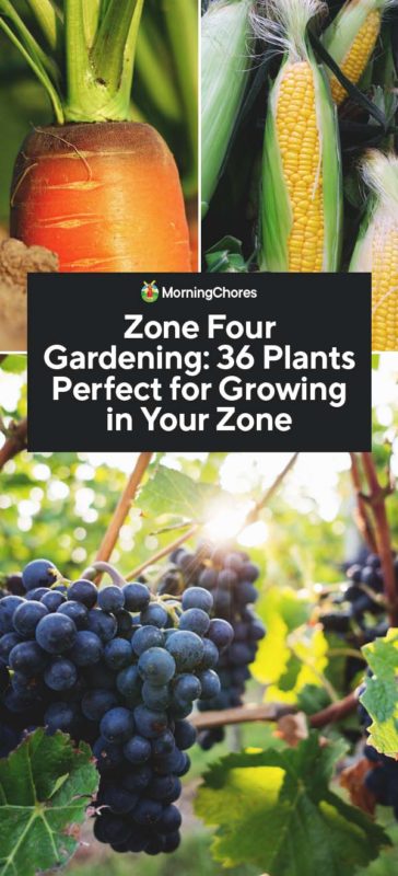 Zone Four Gardening 36 Plants Perfect for Growing in Your Zone PIN