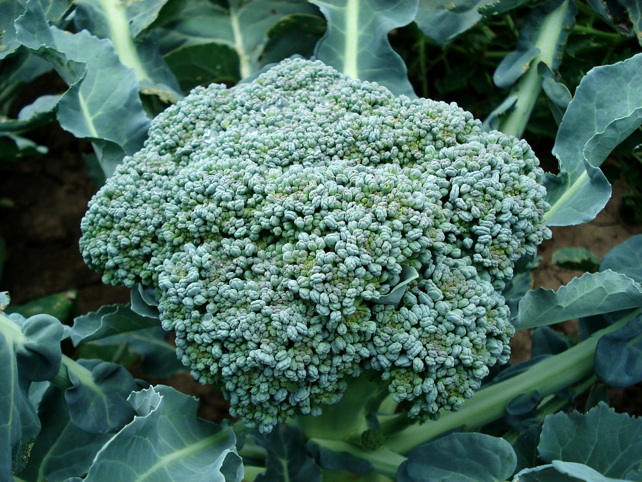 broccoli 1549143299