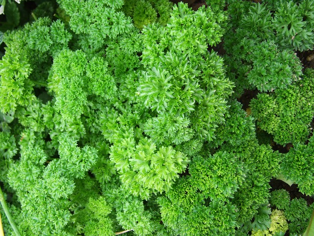 curly parsley 341936 640 1