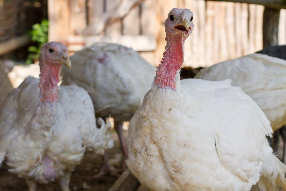 About Broad Breasted White Turkeys: The #1 Turkey Meat Producer