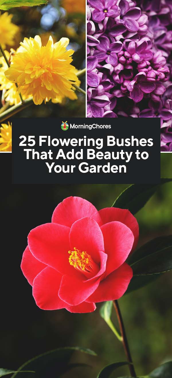 25 Flowering Bushes That Add Beauty to Your Garden